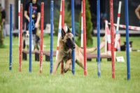 Belgian-Malinois-Is-Running-On-310452124-scaled-1